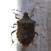 Comment savoir si vous avez des punaises de lit chez vous ?