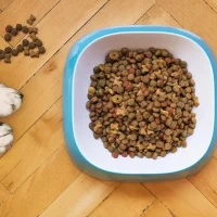 Chien stérilisé : comment calculer la bonne ration de croquettes ?