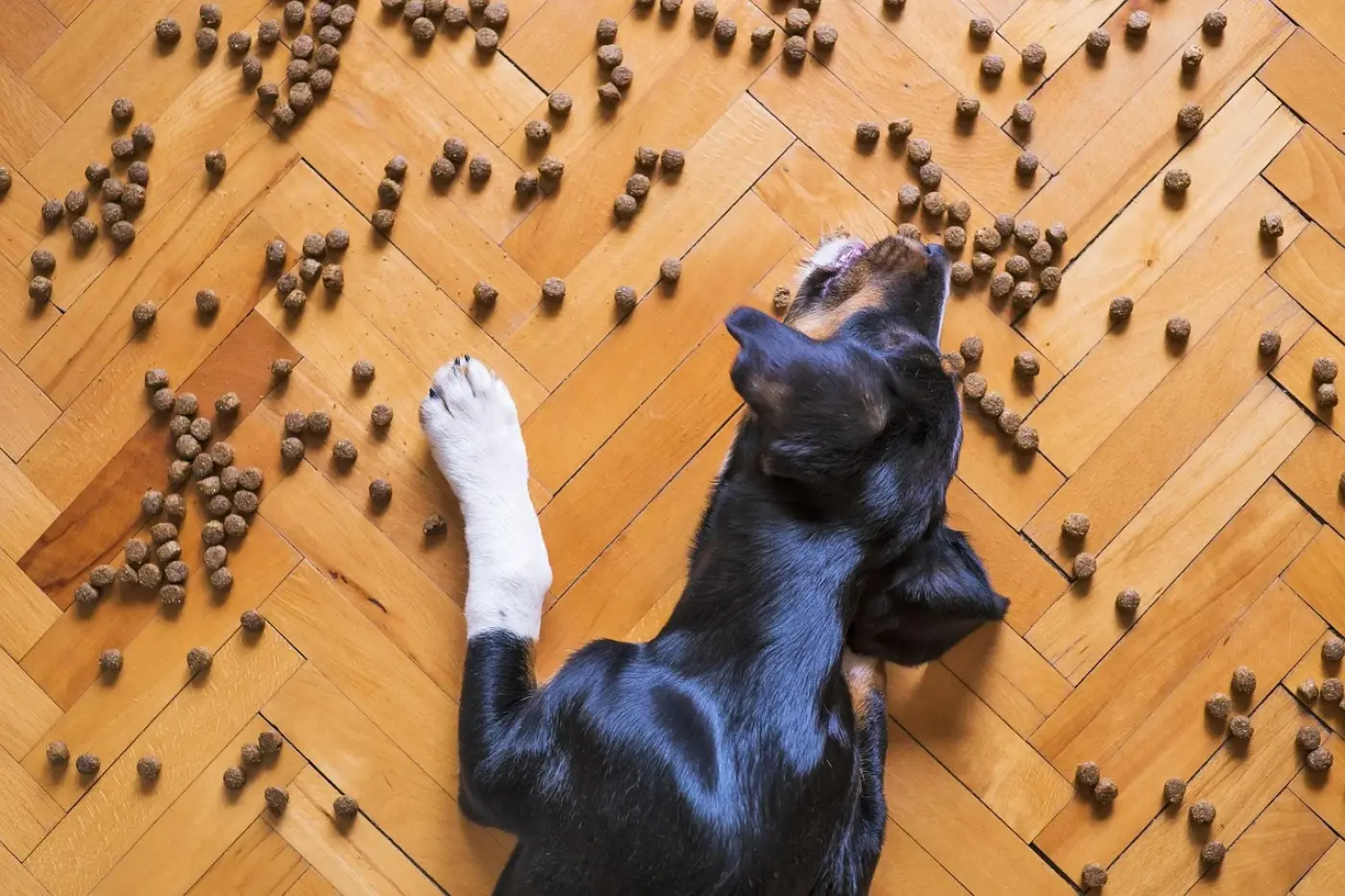 Chien stérilisé : comment calculer la bonne ration de croquettes ?
